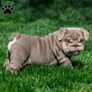 Indigo Pearl, English Bulldog Puppy